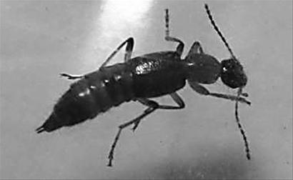隐翅虫皮炎是由一种叫隐翅虫的黑色蚁形小甲虫引起的皮肤变态反应性